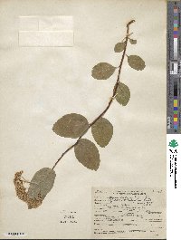 Spiraea betulifolia image