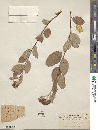 Spiraea betulifolia var. corymbosa image