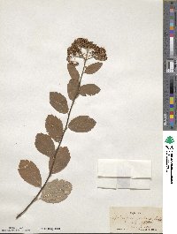 Spiraea betulifolia var. corymbosa image