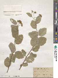 Spiraea betulifolia var. corymbosa image