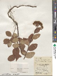 Spiraea betulifolia image