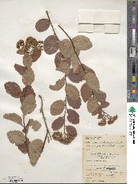 Spiraea betulifolia image