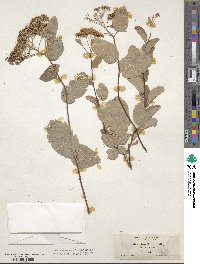 Spiraea betulifolia image