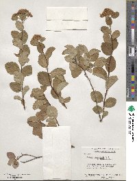 Spiraea betulifolia image