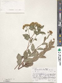 Spiraea betulifolia var. lucida image