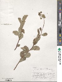 Spiraea betulifolia image