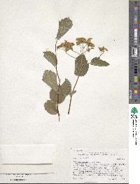 Spiraea betulifolia image