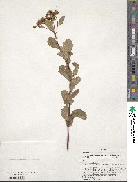 Spiraea betulifolia image