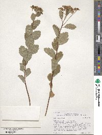 Spiraea betulifolia var. lucida image