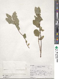 Spiraea betulifolia var. lucida image