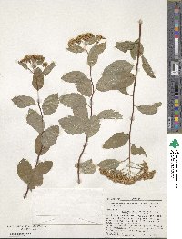 Spiraea betulifolia var. lucida image