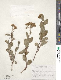 Spiraea betulifolia image