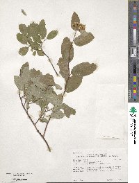 Spiraea betulifolia image