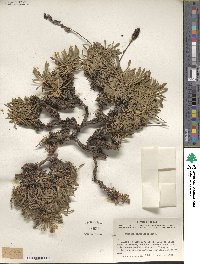 Petrophytum caespitosum image