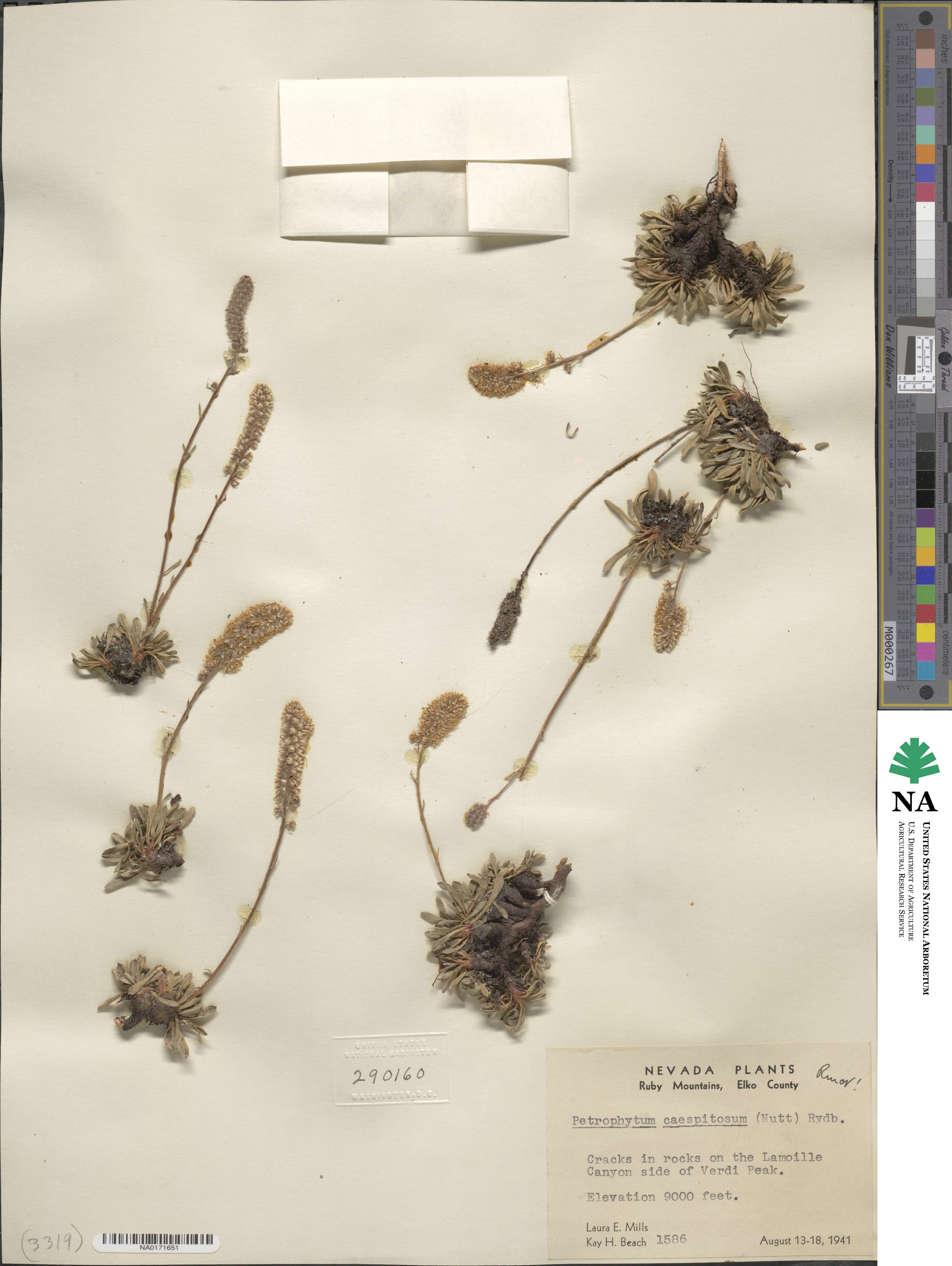 Petrophytum caespitosum image