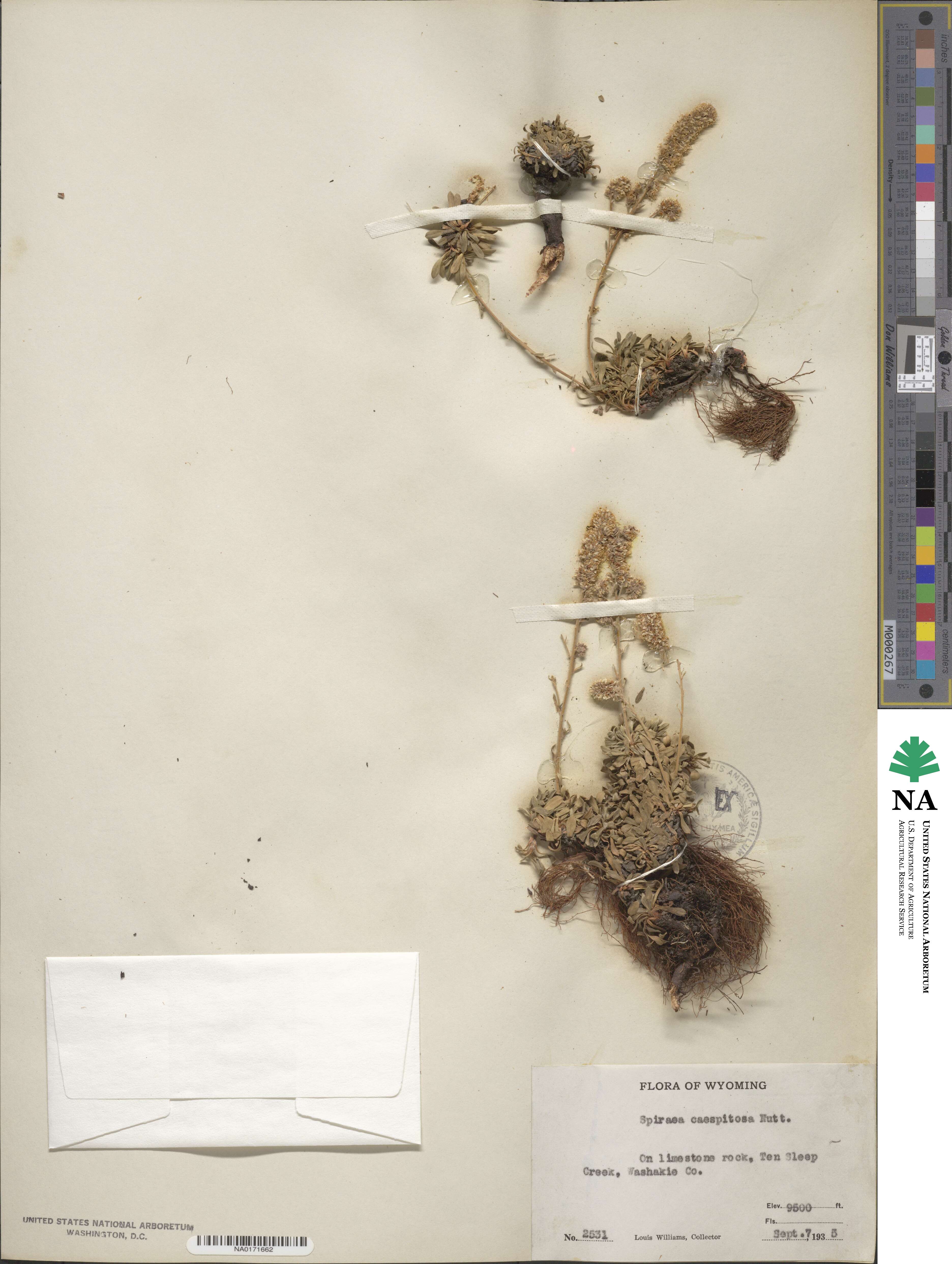Petrophytum caespitosum image