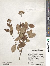 Image of Spiraea corymbosa