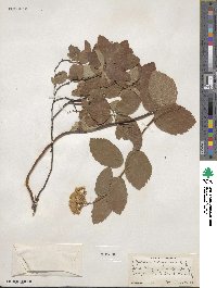 Spiraea corymbosa image