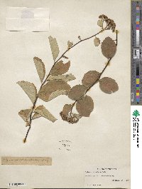 Spiraea corymbosa image