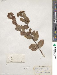 Spiraea corymbosa image