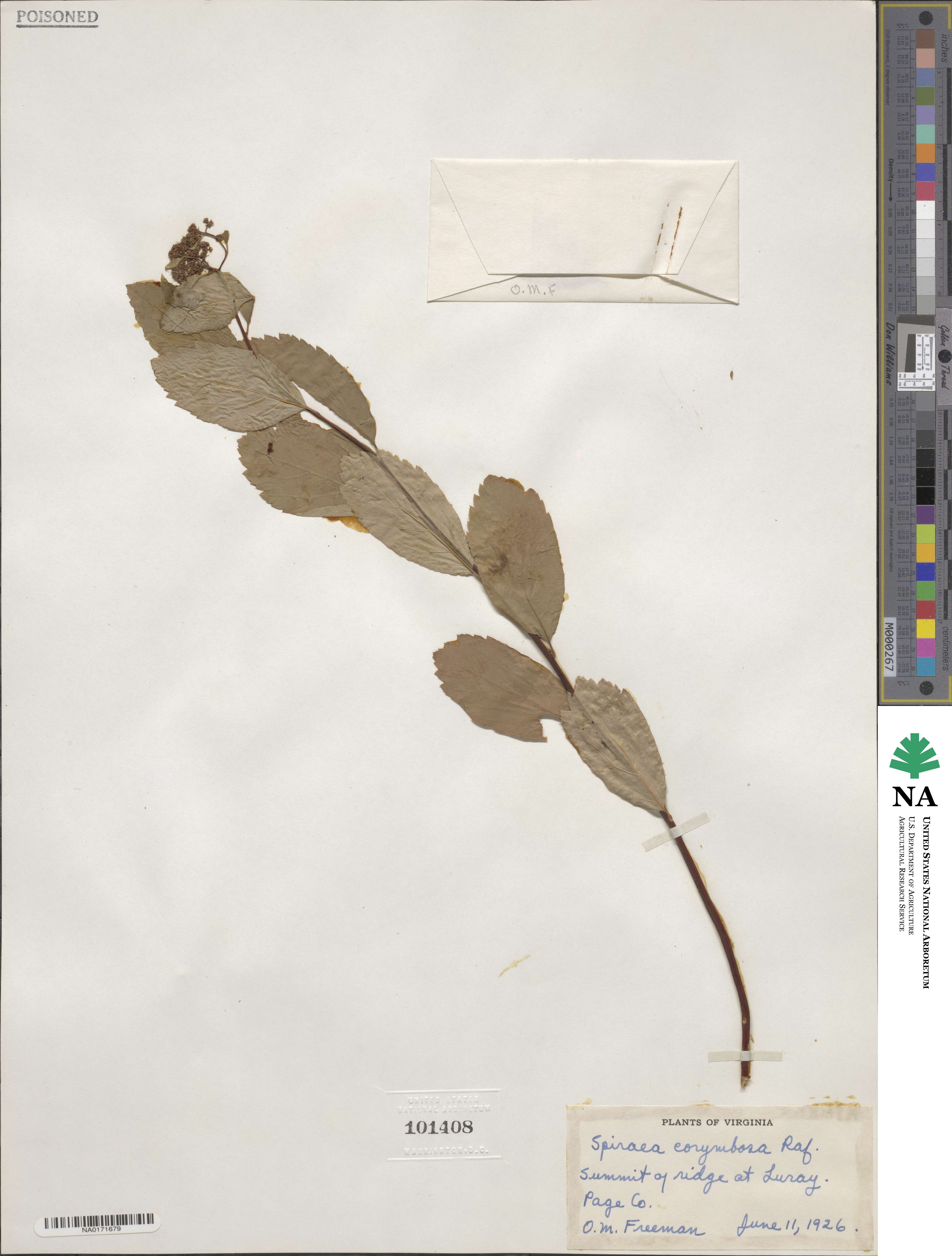Spiraea corymbosa image
