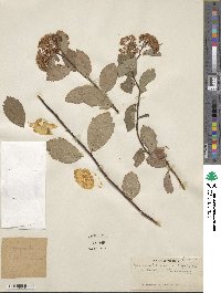 Spiraea corymbosa image