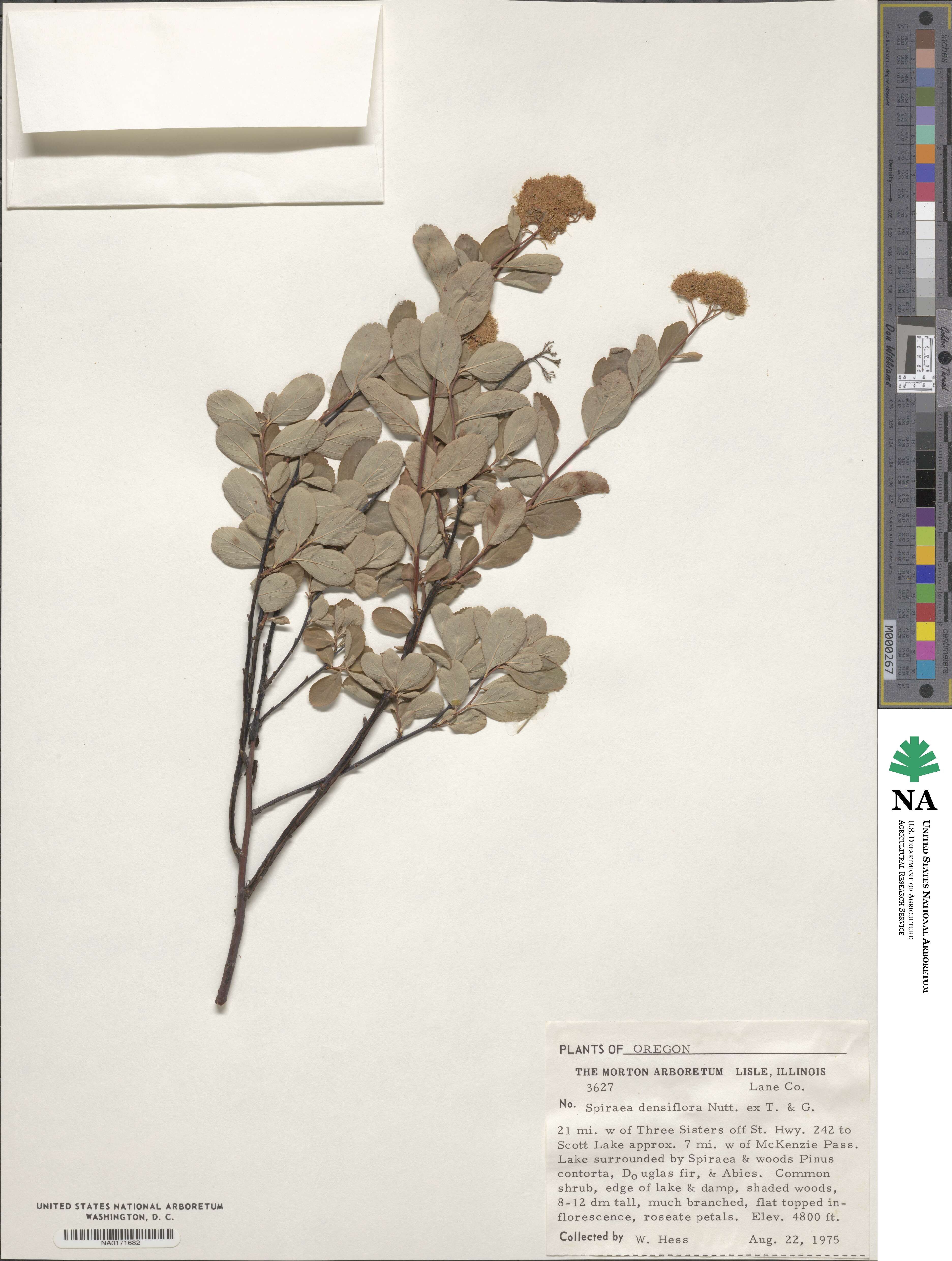 Spiraea splendens image