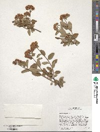 Spiraea splendens image