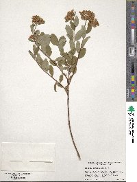 Spiraea splendens image