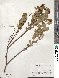 Spiraea splendens image