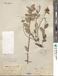 Spiraea splendens image