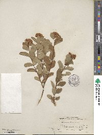 Spiraea splendens image