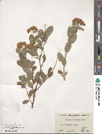 Spiraea splendens image