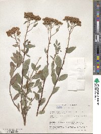 Spiraea splendens image