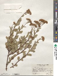 Spiraea splendens image