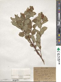 Spiraea splendens image