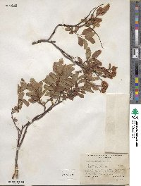 Spiraea splendens image