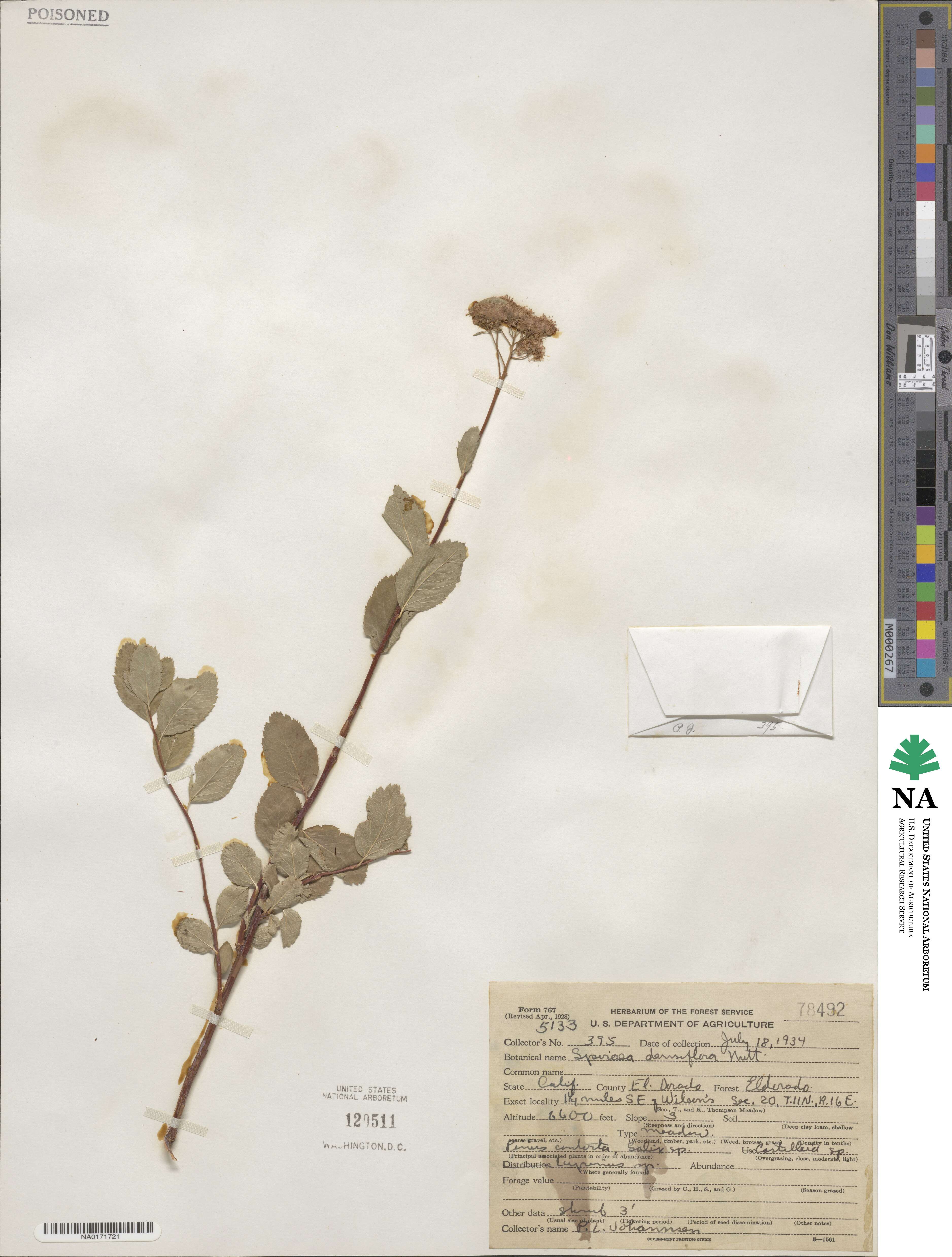 Spiraea splendens image