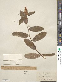 Spiraea douglasii image