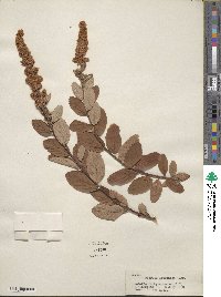 Spiraea douglasii image