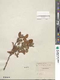 Spiraea douglasii image