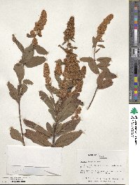 Spiraea douglasii image