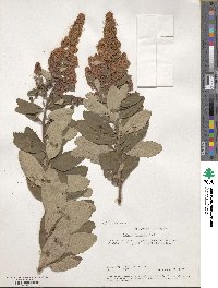 Spiraea douglasii image