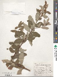 Spiraea douglasii image