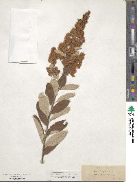 Spiraea douglasii image