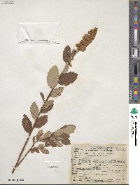 Spiraea douglasii image