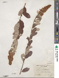 Spiraea douglasii image