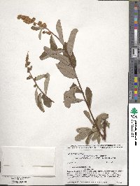 Spiraea douglasii image