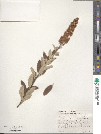 Spiraea douglasii image