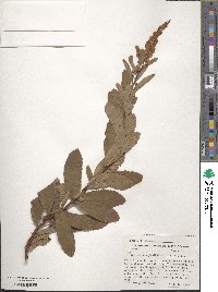 Spiraea douglasii image